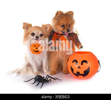 Pomeranian Welpen, Chihuahua und Halloween vor weißem Hintergrund Stockfoto