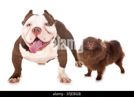 Männliche amerikanische Bully und spitz vor weißem Hintergrund Stockfoto