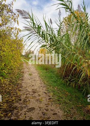 Schotterweg, der sich durch hohes Schilf und farbenfrohe Herbstblätter unter einem bewölkten Himmel schlängelt Stockfoto