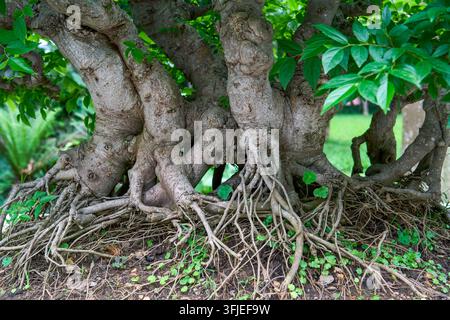 Nahaufnahme der verflochtenen freiliegenden Wurzeln eines alten Bonsai-Baums, die Wurzeln sind verschlungen Stockfoto