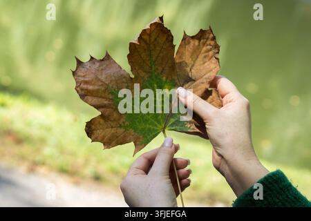 Person hält ein großes Ahornblatt mit grüner und brauner Färbung vor einem sanft verschwommenen Hintergrund. Stockfoto
