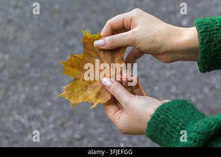 Person hält ein Herbstahornblatt mit beiden Händen und zeigt seine warmen braunen und goldenen Saisonfarben. Stockfoto