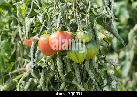 Reife und unreife Tomaten wachsen zusammen an einer Tomatenpflanze in einem Garten. Stockfoto