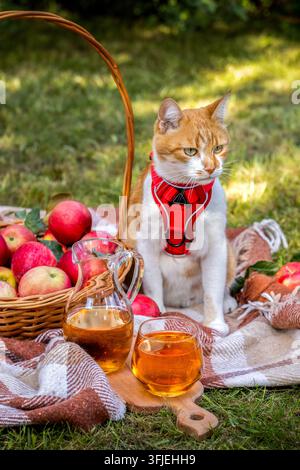 Ingwerkatze mit rotem Geschirr sitzt auf einer karierten Decke neben einem Korb mit roten Äpfeln und einem Glas Apfelsaft während eines Sommerpicknicks in einem p Stockfoto