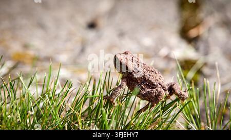 Kleine braune Kröte sitzt in grünem Gras an einem sonnigen Tag, unebene, strukturierte Haut, Wildtier-Natur-Makroaufnahme, Amphibie erkundet den Gartenrasen o Stockfoto
