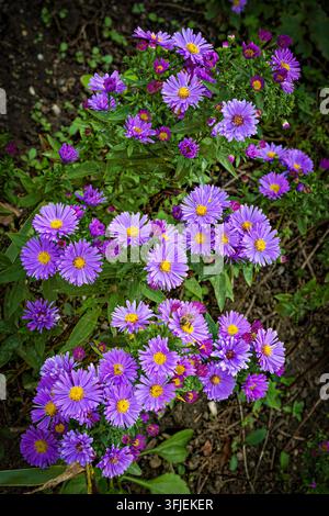 Nahaufnahme von violetten Michaelmas-Tüchern mit hellgelben Mittelpunkten und Knospen, die in einem sonnigen Herbstgarten blühen. Stockfoto