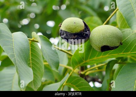 18.09.2026, verfaulte Äpfel an einem Apfelbaum. *** 18. September 2026, verfaulte Äpfel an einem Apfelbaum Stockfoto