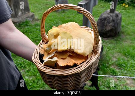Laetiporus sulphureus allgemein bekannt als Schwefelbecher, Waldhuhn, Hühn Champignon oder Hühn Pilz Stockfoto
