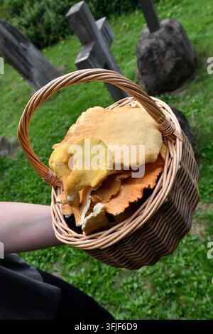 Laetiporus sulphureus allgemein bekannt als Schwefelbecher, Waldhuhn, Hühn Champignon oder Hühn Pilz Stockfoto