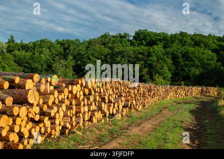 Gestapelte Baumstämme und Holzstapel entlang eines Waldweges nach der Abholzung im sommerlichen Wald Stockfoto