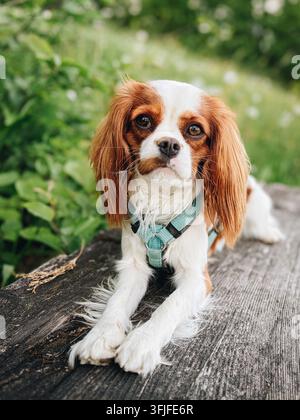 Cavalier King Charles Spaniel auf Bergwanderweg Stockfoto