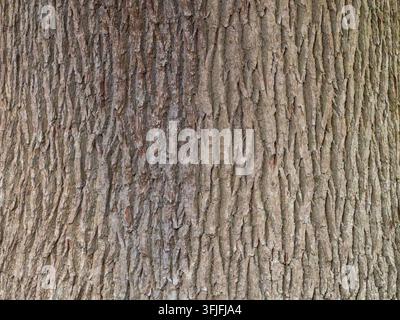 Eichenrinden-Textur, Nahaufnahme-Detail, Richmond Park, London, UK. Stockfoto