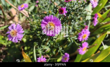 Eine Honigbiene sammelt Nektar von einer hellvioletten Asterblüte in voller Blüte an einem sonnigen Tag. Stockfoto