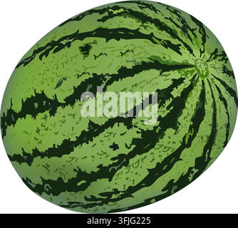Frische ganze Wassermelonenfrucht-Vektorillustration isoliert auf weißem Hintergrund Stock Vektor