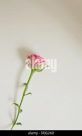 Einzeln sprühende Rose auf weißem Hintergrund mit Schatten Stockfoto