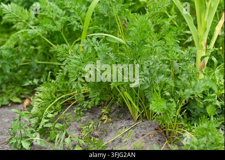 Karotte wächst in Gartenerde mit dichtem grünem Blattwerk und frischen Blattkronen. Gemüseanbau steht für biologischen Landbau, gesunde Ernährung, Hausgarten Stockfoto