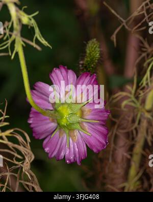Rückansicht einer rosa Kosmeeblume, die Kelchblätter, Stängel und Blütenstruktur in einer natürlichen Gartenumgebung zeigt. Stockfoto