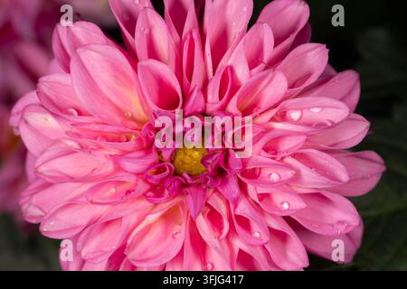 Rosa Hibiskusblüte bedeckt mit Regentropfen. Feine Blattadern und lebendige Farben schaffen ein elegantes Blumenmakro. Stockfoto