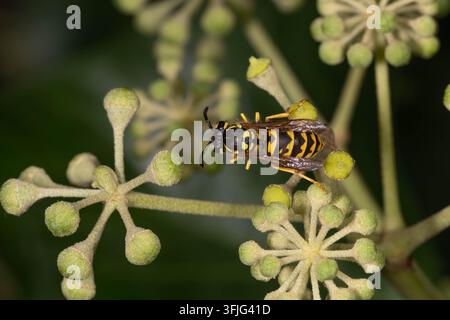 Gemeine Wespe, die auf Efeublütchen ruht. Detailliertes Makro-Bild, das einen wichtigen Bestäuber in der späten Saison zeigt. Stockfoto