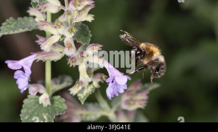 Gewöhnliche Kardameibe neben einer Katzenminze-Blüte schwebend. Das Bild fängt das Bestäubungsverhalten in einem natürlichen Gartenhabitat ein. Stockfoto