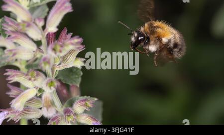 Gewöhnliche Kardameibe neben einer Katzenminze-Blüte schwebend. Das Bild fängt das Bestäubungsverhalten in einem natürlichen Gartenhabitat ein. Stockfoto
