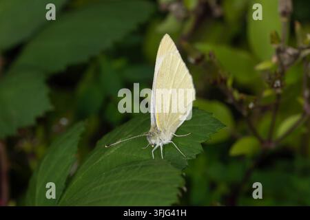 Kleiner weißer Schmetterling ruht auf einem grünen Blatt. Sanfte Farben und zarte Flügeltextur schaffen ein klassisches Wildtierporträt. Stockfoto