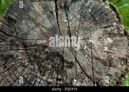 Oberansicht eines alten Baumstumpfs, der Holztextur, Wachstumsringe und zahlreiche Axtspuren vom Holzspalten zeigt. Stockfoto