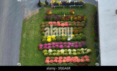 Mütter und Herbstdekorationen auf Gras zum Verkauf auf einer örtlichen Farm in den USA im Herbst. Luftbild aus der Vogelperspektive von bunten Blumen, Rothsville, Pennsylvania. Stockfoto