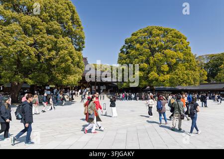 Tokio, Japan – 15. März 2024: Besucher versammeln sich im weitläufigen Hof des Meiji-Schreins zwischen ausgewachsenen immergrünen Bäumen und hölzernen Schrein-Gebäuden. Stockfoto