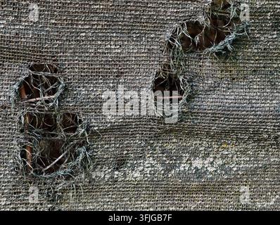 Deutschland. Nahaufnahme eines verwitterten gewebten Stoffbildschirms mit zerrissenen Löchern, freiliegenden Holzlatten und verworrenen ausgefransten Fasern, verblasste grüne und graue Töne Stockfoto