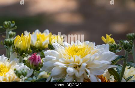 Nahaufnahme von weißen und gelben Chrysanthellen mit grünen und rosa Knospen, fotografiert in weichem Gartenlicht vor einem glatten verschwommenen Hintergrund. Stockfoto