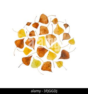 Gelbe, orange und braune Herbstblätter, die in einem kreisförmigen Flat-Lay-Muster angeordnet sind, isoliert auf weißem Hintergrund mit Kopiraum für saisonales Design Stockfoto