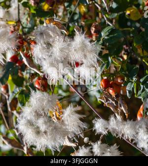 Nahaufnahme von flauschigen Clematis-Samenköpfen, die sich unter reifen Hagebutten und grünen Blättern verwickeln, und zeigen kontrastierende Texturen in einem sonnenbeschienenen Spätsommer-Garten. Stockfoto