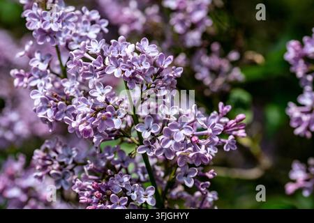 blühende Flieder (Syringa) im Frühling Stockfoto