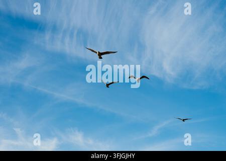 Vier Möwen gleiten anmutig über einen hellblauen Himmel, der von feinen Wolken durchzogen ist, und vermitteln ein Gefühl von Freiheit und Weite. Stockfoto