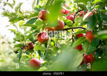 Leckere rote Äpfel hängen an einem Ast eines Baumes auf einer Obstfarm zur Erntezeit Stockfoto