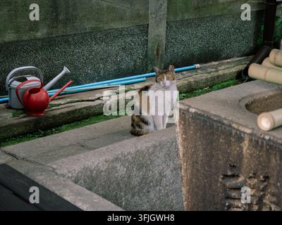 Calico-Katze sitzt auf einer Steinstufe neben einem Gießkanne im Nakagyo Ward, Kyoto, Japan Stockfoto