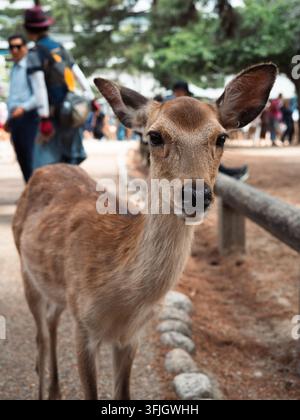 Sika-Hirsch schaut in die Kamera im Nara-Park mit Touristen im Hintergrund, Nara, Japan Stockfoto