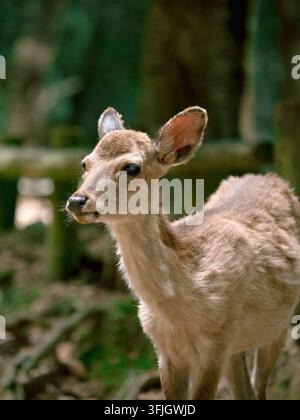 Junges Sikadeer blickt in die Kamera im Nara-Park, Japan Stockfoto