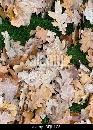 Wassertropfen auf gefallenen Eichenblättern Stockfoto