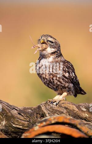 Eine kleine Eule, Athene noctua, isst eine Feldmaus. Spanien. Stockfoto