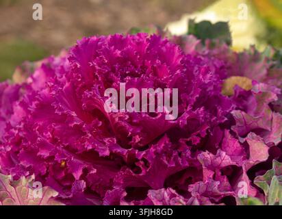 Helle lila dekorative Kohlkopfform, nahaufnahme, lebendige gerüschte Blätter, natürlicher Herbstgartenhintergrund. Stockfoto