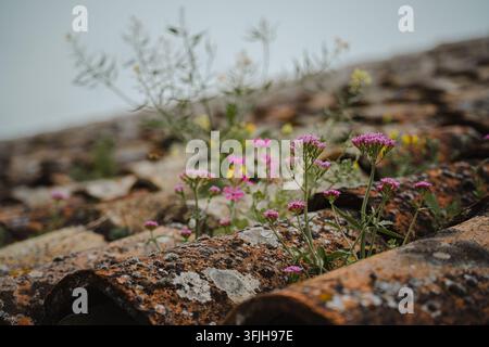 Zarte rosa Wildblumen sprießen zwischen verwitterten, moosbewachsenen Terracotta-Dachziegeln, eine Nahaufnahme, die rustikale Textur und Widerstandsfähigkeit einfängt Stockfoto