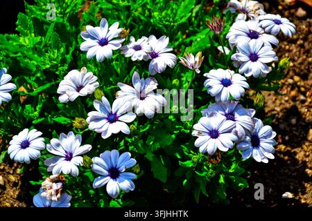 Weiße Osteospermum ecklonis afrikanische Gänseblümchen mit violetten Mittelblüten in voller Blüte, botanischer Garten in Lyon, lebendige sommerliche Blumenhintergrundauslage Stockfoto