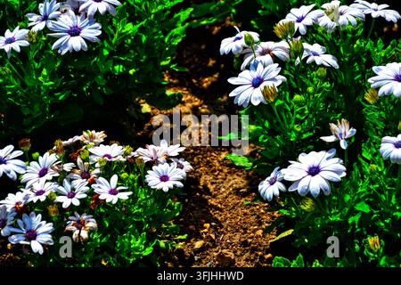 Weiße Osteospermum ecklonis afrikanische Gänseblümchen mit violetten Mittelblüten in voller Blüte, botanischer Garten in Lyon, lebendige sommerliche Blumenhintergrundauslage Stockfoto