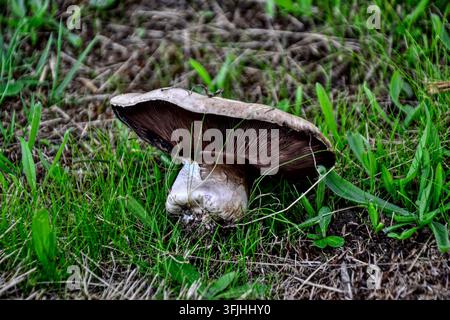 Nahaufnahme des Holzkohle-Brenner-Pilzes Russula cyanoxantha, der in grünem Gras wächst, essbarer Wildwaldpilz, Makrodetail in der Parklandschaft Stockfoto