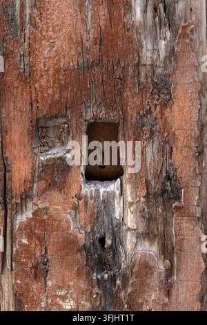 Eine Nahaufnahme von verwittertem Holz mit einem verrosteten Schlüsselloch und einer stark rissigen Oberfläche. Stockfoto