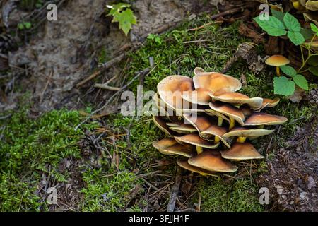 Schwefelbecherpilze wachsen in dichten Büscheln auf dem Boden neben grünem Moos und Laub. Glatte, gebogene Hüte zeigen gelbe und ockerfarbene Farben. Stockfoto