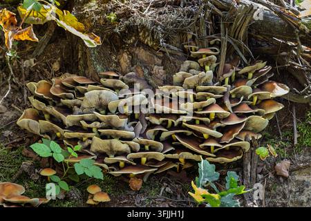 Wilde Pilze wachsen in großen dichten Büscheln auf einem verrottenden Baumstumpf im Herbst. Geschichtete, wellige Hüte zeigen helle Unterseiten mit sichtbaren grauen Lamellen. Stockfoto