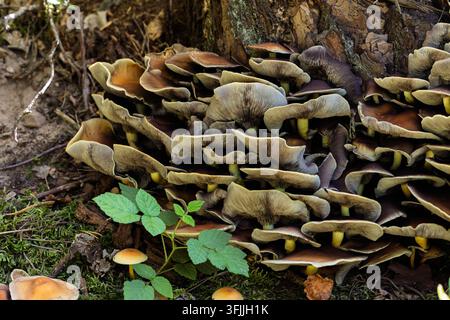 Wilde Pilze wachsen in großen, dichten Büscheln auf einem verrottenden Baumstamm. Wellige, sich überlappende Hüte zeigen graue Lamellen an den hellen Unterseiten. Stockfoto